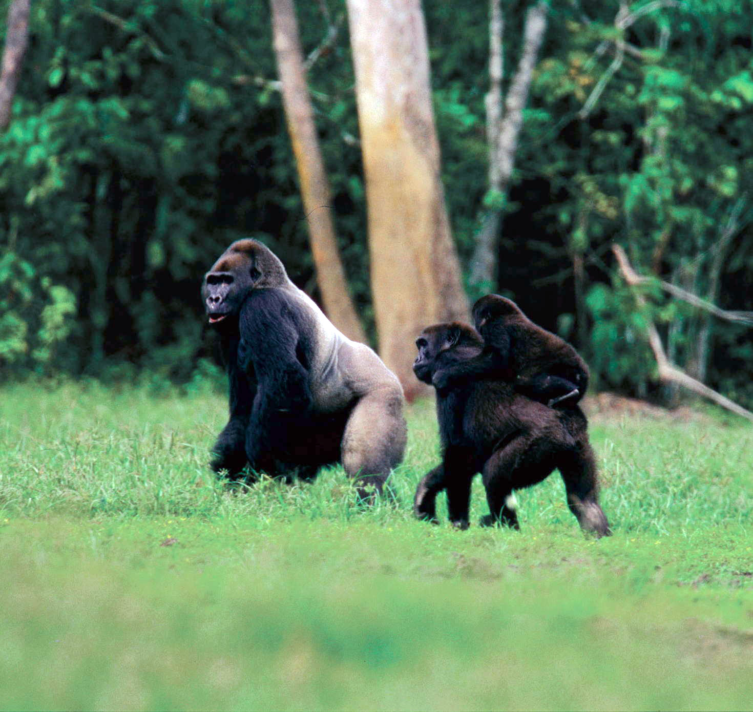 Minkébé National Park