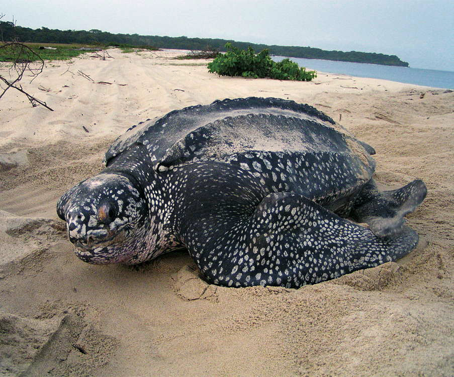 Mayumba National Park